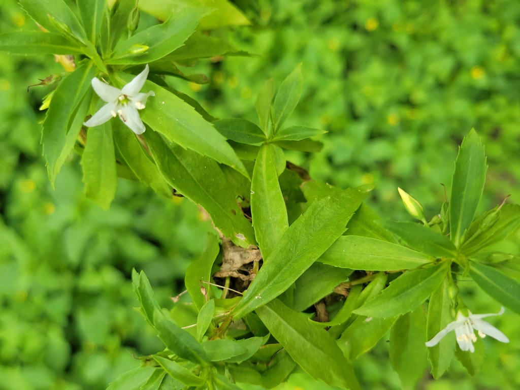 Capraria mexicana; photograph (c) johnyochum, some rights reserved (CC BY)