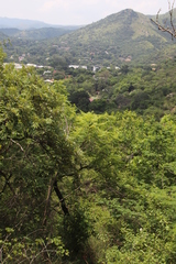 Jacaranda mimosifolia