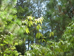 Piper auritum