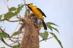 Icterus nigrogularis