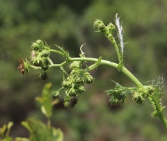 Berkheya bipinnatifida bipinnatifida