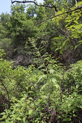 Berkheya bipinnatifida bipinnatifida