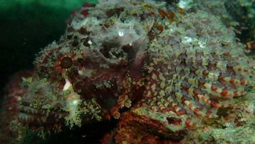 Scorpaenopsis cirrosa observed 2026-04-26