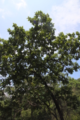 Combretum molle