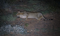 Felis lybica lybica