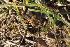 Andrena flavipes