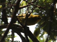 Zosterops virens virens