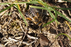 Andrena flavipes