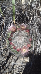 Mammillaria johnstonii