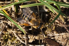 Andrena flavipes