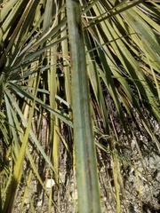 Dasylirion durangense