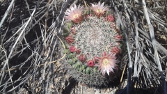 Mammillaria johnstonii