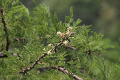 Vachellia