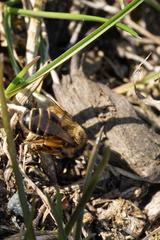 Andrena flavipes