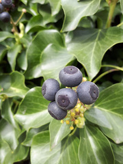 Hedera helix