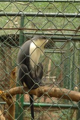 Cercopithecus roloway