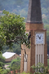 Lophoceros alboterminatus