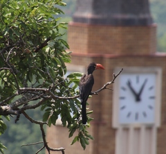 Lophoceros alboterminatus