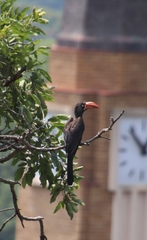 Lophoceros alboterminatus