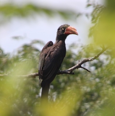 Lophoceros alboterminatus