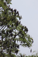 Peltophorum africanum