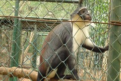 Cercopithecus roloway
