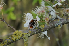 Andrena fulva