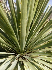 Dasylirion durangense