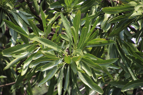 Image of Pavetta edentula by (c) Tony Rebelo, some rights reserved (CC BY-SA)