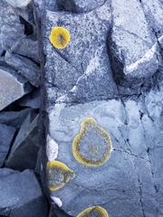 Polycauliona brattiae