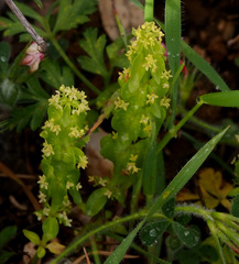 Cruciata articulata
