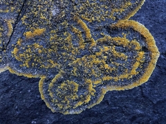 Polycauliona brattiae