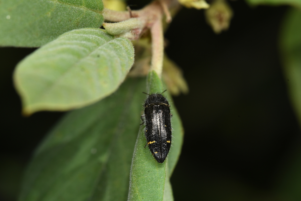 Acmaeodera angelica