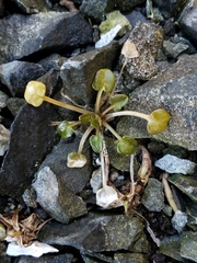 Cochlearia groenlandica