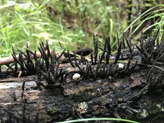 Xylaria arbuscula