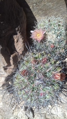Mammillaria johnstonii
