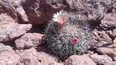 Mammillaria johnstonii