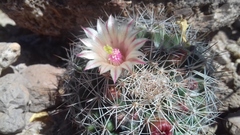 Mammillaria johnstonii