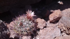 Mammillaria johnstonii