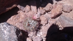 Mammillaria johnstonii