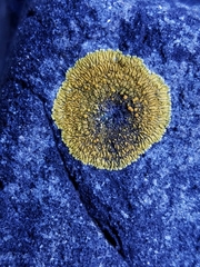 Polycauliona brattiae