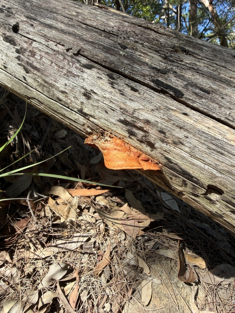 Trametes coccinea · April 2026 · photo: © toby_j_77 (iNaturalist, cc-by)