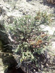 Condalia ericoides