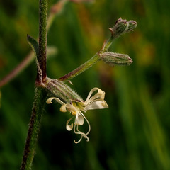 Silene dichotoma