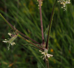 Silene dichotoma