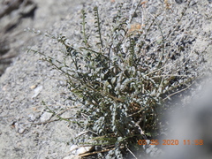Astragalus tricarinatus