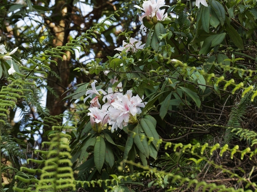 Rhododendron championiae