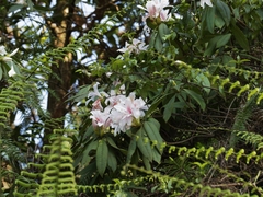 Rhododendron championiae