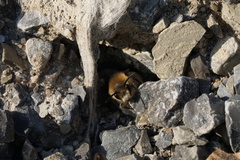 Colletes cunicularius