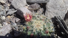Mammillaria johnstonii